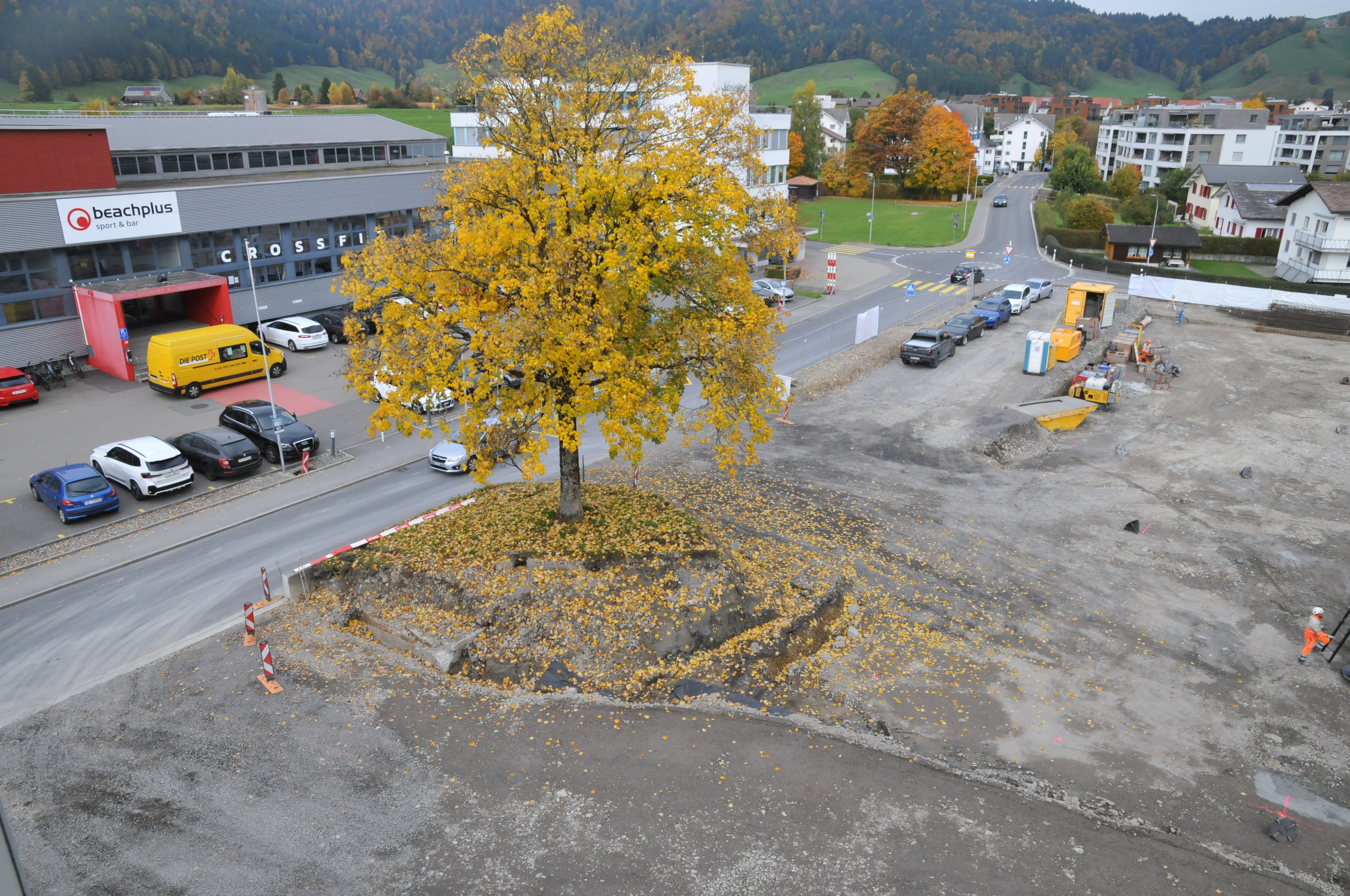 Baum versetzen?